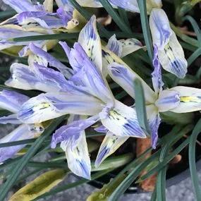 Painted Lady Dwarf Iris Bulbs (Iris reticulata Painted Lady) Img 3